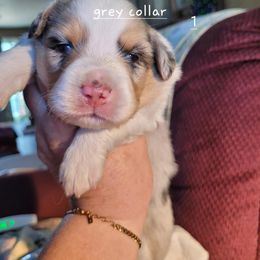 Miniature American Shepherd Puppies from Maureen Chappell's Miniature American Shepherds