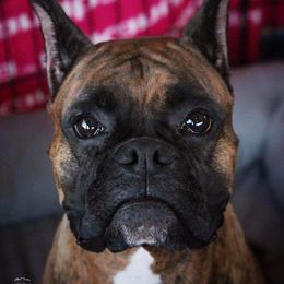 Boxer All Grown Up from Bluegrass Brawn Boxers