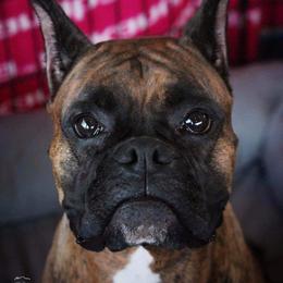Boxer All Grown Up from Bluegrass Brawn Boxers