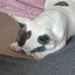 French Bulldog Puppies from Queenbeebullies