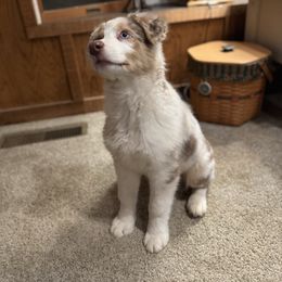 Lupin - Red merle male Australian Shepherd puppy in Bremen, Georgia from Ash-Land Aussies