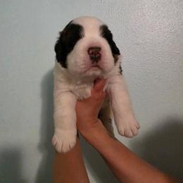 Giovanni - Mahogany and white male Saint Bernard puppy in Brandon, South Dakota from Split Rock Saints