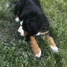 Bernese Mountain Dog Puppies from Willow Springs Doodles