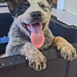 Australian Cattle Dog Puppies from Whiteduck Mountain Kennel Australian Cattle Dogs and Portuguese Water Dogs