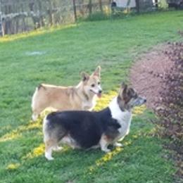 Pembroke Welsh Corgis from Virginia Highland Corgis