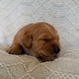 Bay Leaf (Brown Collar) - Dark golden male Golden Retriever puppy in Jefferson, Iowa from New Beginnings Acres