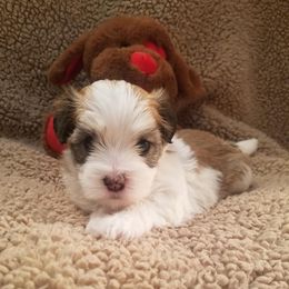 Havanese from Hillside Havanese of Missouri