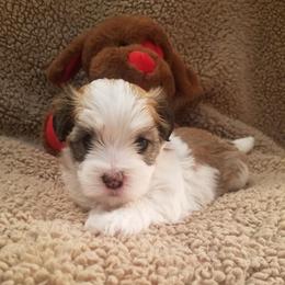 Havanese from Hillside Havanese of Missouri