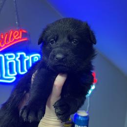 Disco - Black female German Shepherd puppy in Knowlton Township, New Jersey from Augenblick Kennels