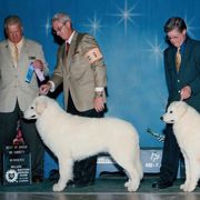 Kuvasz All Grown Up from Double Ring Kuvasz