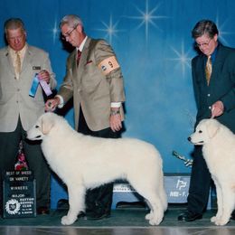 Kuvasz All Grown Up from Double Ring Kuvasz