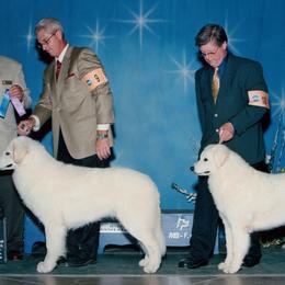Kuvasz All Grown Up from Double Ring Kuvasz