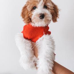 Hancock (Silver Collar) - Parti male Goldendoodle puppy in Beaverton, Oregon from Henry Elliots