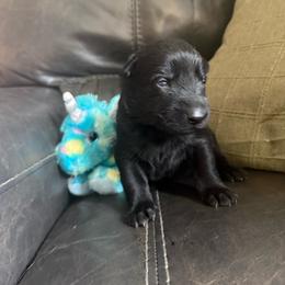 Female 2 - Black female German Shepherd puppy in Denver, Colorado from Morales Kennels