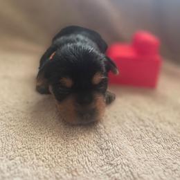 Orange Boy - Black and gold male Yorkshire Terrier puppy in St. Louis, Missouri from Yorkieville - Shih Tzu Nation