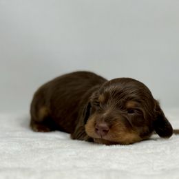 Alder - Chocolate and tan male Dachshund puppy in Sacramento, California from HEFFERNAN HOUNDS