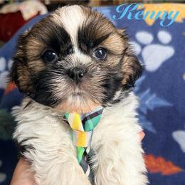 Kenny - Tricolor male Shih Tzu puppy in Hemet, California from Aloha Shih Tzu