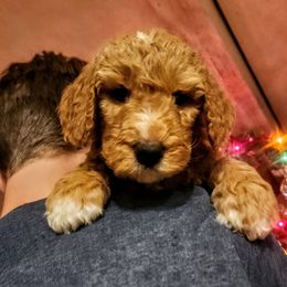 Partridge - Red  male Goldendoodle puppy in Pollock Pines, California from Ten Acre Wood Doodles