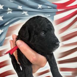 Chili - Black male Poodle puppy in Port Saint Lucie, Florida from Abbott Standard Poodles