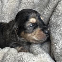 Dapple 2 - Dapple male Dachshund puppy in Fieldbrook, California from Honeydox Miniature Dachshunds