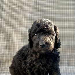 Poodle Puppies from Triangle Standards