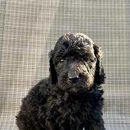 Poodle Puppies from Triangle Standards