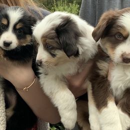 Aussiedoodle and Miniature Australian Shepherd Puppies from Maple Ridge Mini Aussies