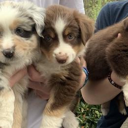 Aussiedoodle and Miniature Australian Shepherd Puppies from Maple Ridge Mini Aussies