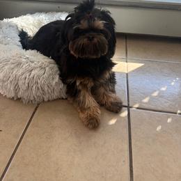 Mia - Black and tan female Shih Tzu puppy in Connersville, Indiana from Royal Blossom Shihtzus
