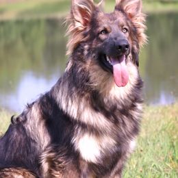 Rory - German Shepherd