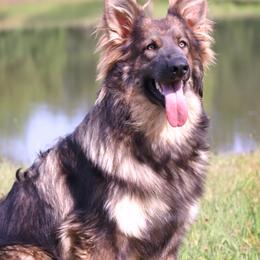 Rory - German Shepherd