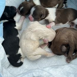 Shih Tzu Puppies from Small Breed Kennel