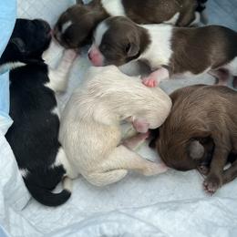 Shih Tzu Puppies from Small Breed Kennel