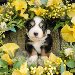 Louise - Black tri female Miniature Australian Shepherd puppy in Sandown, New Hampshire from Ashby Lou Aussies
