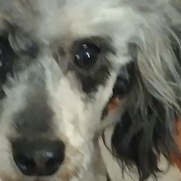Cavalier King Charles Spaniels, Cavapoos, and Poodles from Marta's Cavaliers