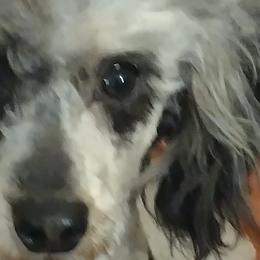 Cavalier King Charles Spaniels, Cavapoos, and Poodles from Marta's Cavaliers