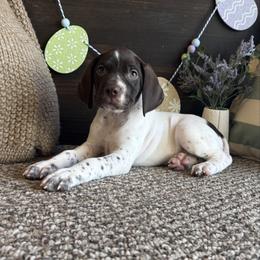 Graham - White and liver male German Shorthaired Pointer puppy in Ulen, Minnesota from North Wind Gundogs