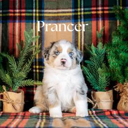PRANCER - Blue merle female Miniature American Shepherd puppy in Puyallup, Washington from TRAILS END (FERGI’S) GEMINI