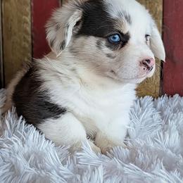 Janet - Blue merle and white female American Corgi puppy in Shawnee, Oklahoma from Sunray Ranch
