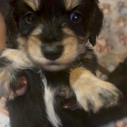 BOY2 DO NOT SUBMIT APPLICATION UNLESS SERIOUS - Black and cream male Dachshund puppy in Wisconsin from Sabe and Shabe’s Doxies