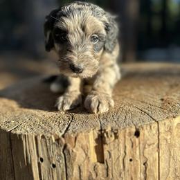 Atlas - Merle male Goldendoodle puppy in Pollock Pines, California from Penny Lane’s Doodles