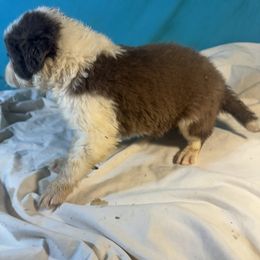 Boy 1 - Red male Border Collie puppy in Meridian, Mississippi from Border Hollow Border Collies