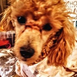 Poodles from Carr's Candy Poodles