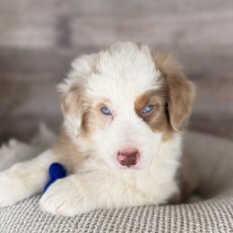 Joplin- Full natural tail and blue eyes likely - Red merle female Australian Shepherd puppy in Penrose, Colorado from Best Friend Aussies