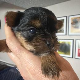 Ella - Black and tan female Morkie puppy in Florence, Kentucky from 4paws4ever by Design