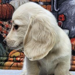 Eve (3800) - Cream female Dachshund puppy in Ovett, Mississippi from Anytime Dachshunds by D.B.