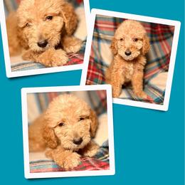 Espresso - Apricot male Goldendoodle puppy in Bluefield, Virginia from Love on a Leash