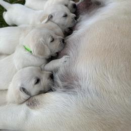 Labrador Retriever Puppies from Faithful Labs