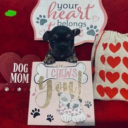 French Bulldog Puppies from Fur Baby Farms