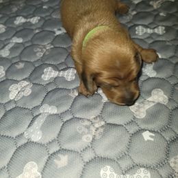 Dachshund Puppies from Evie's Mini Smooth Doxie Ranch